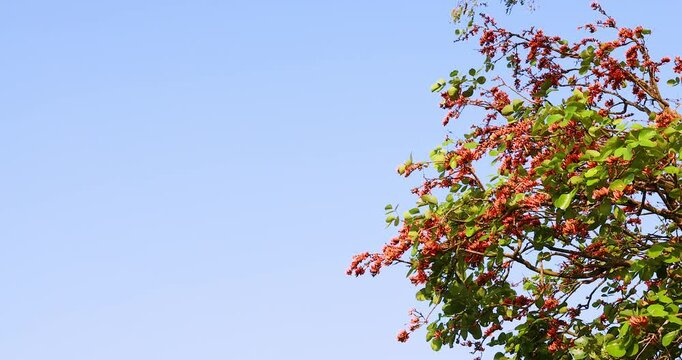 bright orange flowers are in full bloom on the tree with beautiful blue sky. taken in Myanmar, butea monosperma flowers.