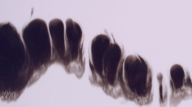 Splatter ink. Paint stain. Row spots of black liquid drop smoke water messy transition. Art grunge fluid dissolving white abstract background.