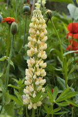 Obraz premium Large-leaved lupine in Monet's garden on a summer day in Giverny, France.