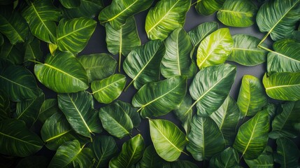 Fototapeta premium A bountiful bunch of green leaves displaying rich textures and shades of nature's palette