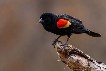 Red-winged Blackbird
