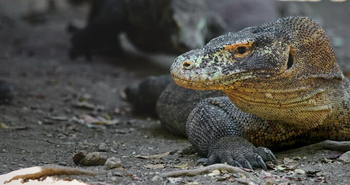 Large Komodo dragon resting on the ground in Komodo National Park, Rinca Island, Indonesia, highlighting impressive scaly skin and powerful claws, embodying the essence of a prehistoric predator