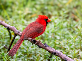 Northern Cardinal (Cardinalis cardinalis), perched on a slender branch against a lush, green, out-of-focus background