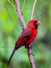 Northern Cardinal (Cardinalis cardinalis), perched on a slender branch against a lush, green, out-of-focus background