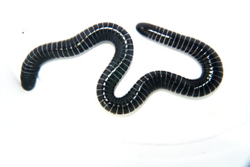 cecília, cobra cega