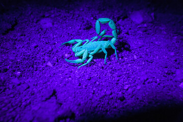 Escorpião na luz UV - luz roxa	