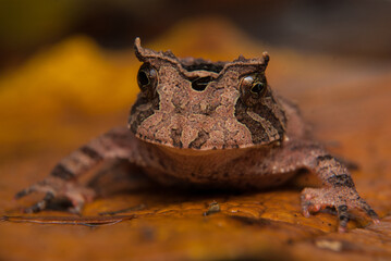 Proceratophrys boiei - sapo de chifre - Sapos, pererecas e rãs Brasileiras