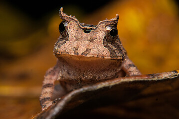 Proceratophrys boiei - sapo de chifre. Anfíbios Brasileiros - Sapos, pererecas e rãs Brasileiras