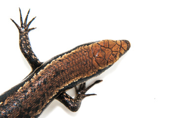 Lagartinho - Lagartos brasileiros - Mabuya spp.