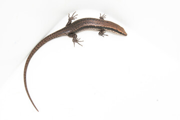 Fototapeta premium Lagarto - lagartinho - Mabuya spp.