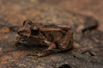 Anfíbios Brasileiros - Sapos, pererecas e rãs Brasileiras - Ischnocnema spp.