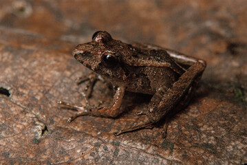 Anfíbios Brasileiros - Sapos, pererecas e rãs Brasileiras - Ischnocnema spp.
