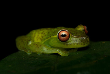 Anfíbios Brasileiros - Sapos, pererecas e rãs Brasileiras - Aplastodiscus spp.
