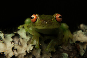 Anfíbios Brasileiros - Sapos, pererecas e rãs Brasileiras - Aplastodiscus spp.