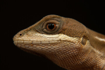 Lagarto papa vento. Lagartos brasileiros - Enyalius spp.