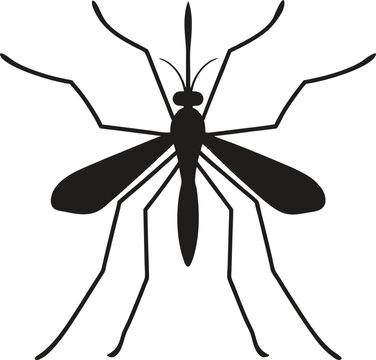 Close-up of a mosquito sucking blood isolated on a white background