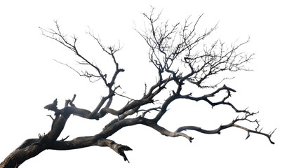 Obraz premium Silhouette of Resilience: A stark silhouette of an ancient tree, its gnarled branches reaching towards the sky, evoking feelings of strength, perseverance, and the passage of time.