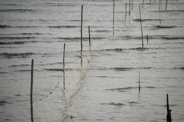 A visually striking scene of traditional fishing nets stretched between numerous wooden stakes in shallow, rippling water, capturing the essence of sustainable aquaculture