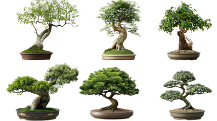 Miniature Forest: Capturing the art of bonsai, these meticulously crafted miniature trees showcase a variety of shapes, sizes, and styles, each potted in a ceramic container.