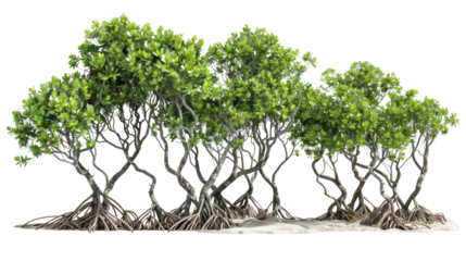 Mangrove Forest: A vibrant, verdant mangrove forest, with its distinctive root system and lush canopy, thrives in a coastal environment, showcasing resilience and ecological importance.