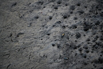 A detailed close-up of dark, textured mud, rich with small, irregular holes and subtle organic patterns left by receding water or hidden life