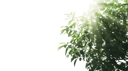 Sunlit Canopy: The sun's rays pierce through the lush green leaves of a tree, creating a serene and uplifting atmosphere.