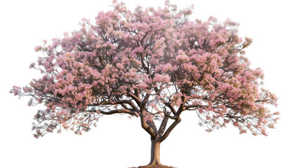 Obraz premium Blooming Splendor: A pink tree with a full crown of blossoms stands tall against a backdrop, exuding the vibrancy of spring, perfect for any project