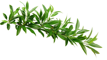 Fototapeta premium Green Branch: A vibrant image of a green leafy branch, captured from a unique angle, showcasing its organic texture and vitality.