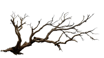 Barren Branch Silhouette: An intricate study of stark, bare branches against a clean backdrop, showcasing the stark beauty and resilience of nature through its unique form.
