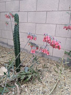 Blooming with red bell-like flowers Kalanhoe succulent also known as Alegator Plant or Mother of Thousands next to columnar Cereus cactus in xeriscaping