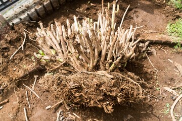 掘りだされた紫陽花の大きな根株
