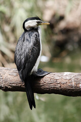 the pied cormorant is perched on a branch