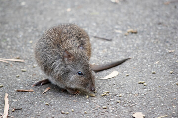 this is a close up of a long nosed potoroo