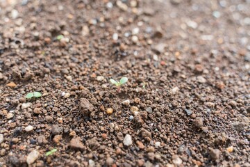 地面から芽吹いた双葉の芽
