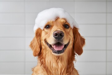 Product photography of a small bottle of pet shampoo next to the smiling face of a golden retriever in a white bathroom with soap suds on the golden's head
