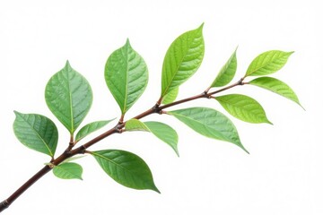 isolated branches with delicate leaves on white background, white background, isolated elements, branch