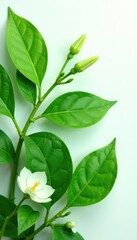 Obraz premium Lush green leaves surround a delicate flower isolated on white background, pure, leafy greens