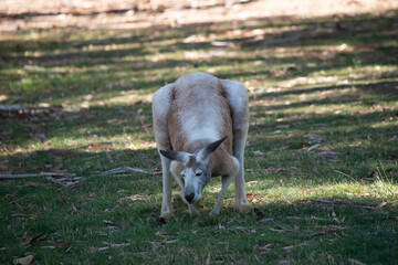 Fototapeta premium the red kangaroo is eating grass