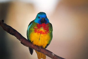 this is a male scarlet chested parrot