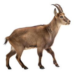 Obraz premium Goral AI Generated Image