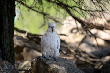 the sulphur crested cockatoo is perched on a rock