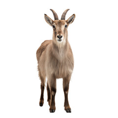 Fototapeta premium Goral AI Generated Image