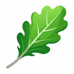 a Arugula leaf on white background