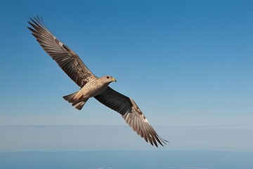 Naklejka premium Bird flying high in the sky, distant view with wide wings, clear blue horizon.