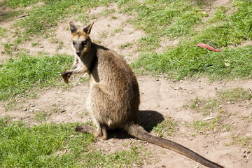 the swamp wallaby is holding a leaf