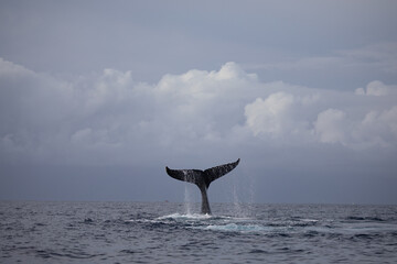 A giant humpback whale dives and splashes water from its tail fluke off the tropical island coast of Lahaina Maui Hawaii.  