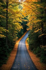 Fototapeta premium a view of a road with trees and leaves on both sides