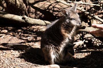 the tammar wallaby has a joey in its pouch