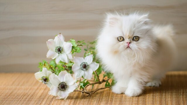 ペルシャ猫」の写真素材 | 560,953件の無料イラスト画像 | Adobe Stock