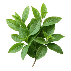 Obraz premium Vibrant Oregano Sprig: A Culinary Herb's Freshness Captured on Black Canvas